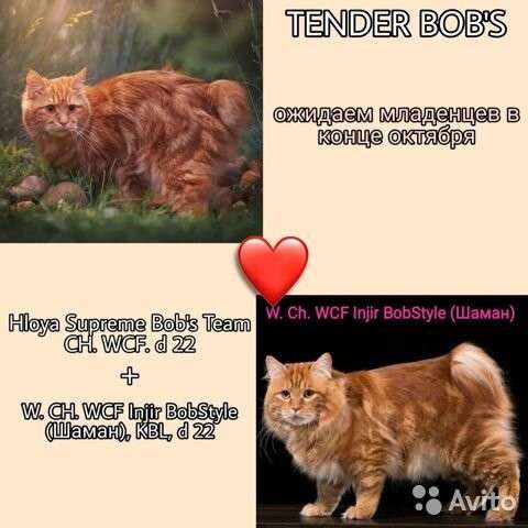 Курильский бобтейл котята в Барнауле фото 3