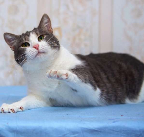 Кошечка Мотя заждалась хозяина в Одинцово фото 4