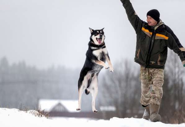 Летающий и улыбающийся пёс Макс в добрые руки в Москве фото 8