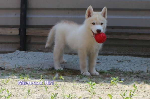 Продажа щенков Хаски в Новосибирске фото 29