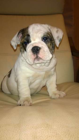 Английский бульдог в Москве фото 10