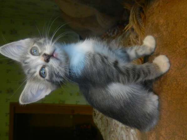 Милые пушистики в Самаре фото 15