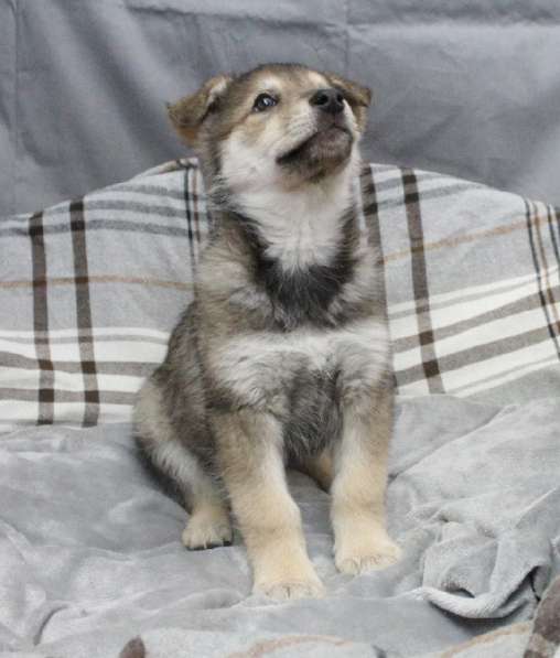 Черный щенок со звездочкой на груди в Санкт-Петербурге фото 12