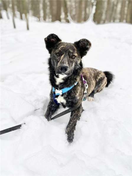 Некрупный красивый мальчик Харви в добрые руки в Москве фото 16