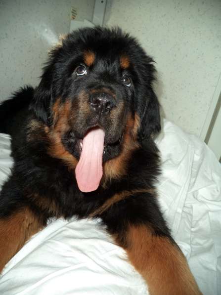 Щенки тибетского мастифа в Иркутске фото 10