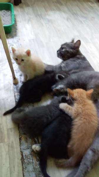 Котята в добрые руки в Туле фото 14