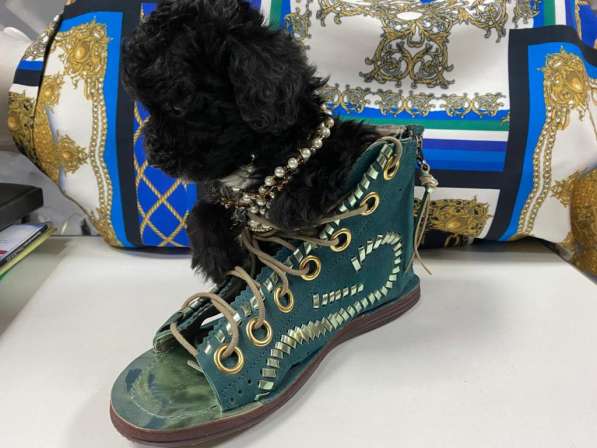 Мальтипу F1 мини в Москве