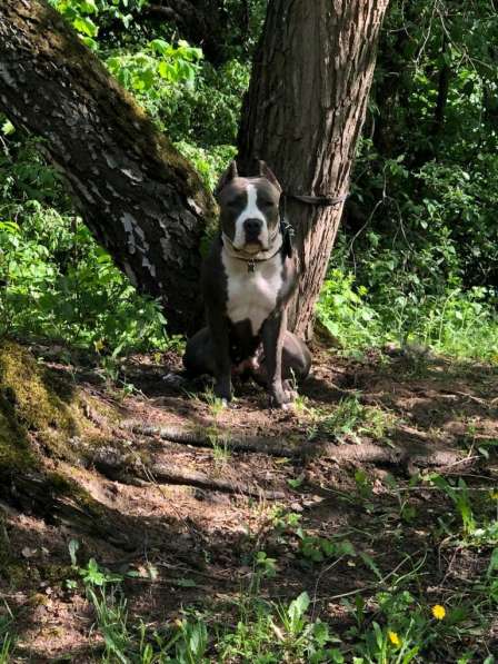 Голубые мальчики и девочки Амстаффтерьера ркф в Москве фото 4