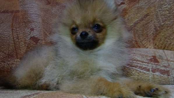 Щенок померанского шпица- микро - медвежонок в фото 18