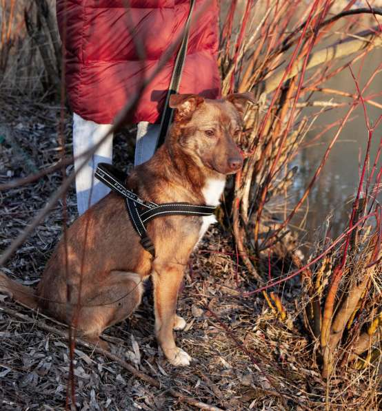 Рыжая собака Ижир в добрые руки в Москве фото 4