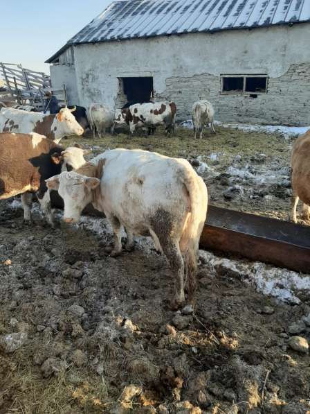 Коровы и бычки на убой в Челябинске