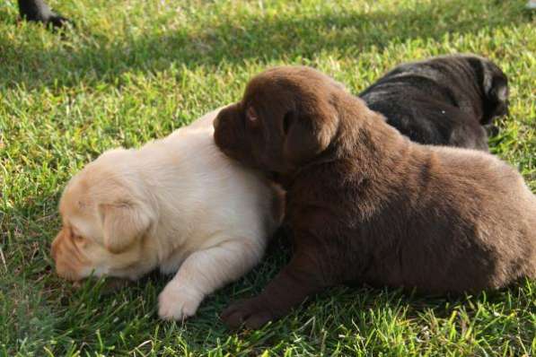 Щенки ЛАБРАДОР РЕТРИВЕР клубные сент. 2015 в Санкт-Петербурге фото 4