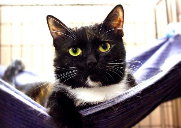 Ласковая Матрена ищет верного друга