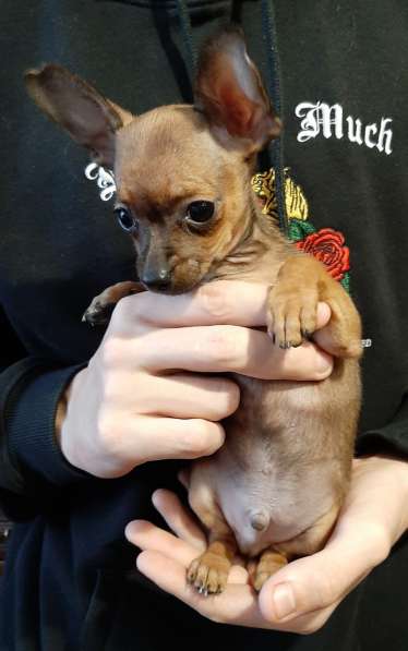 Той терьер в Москве