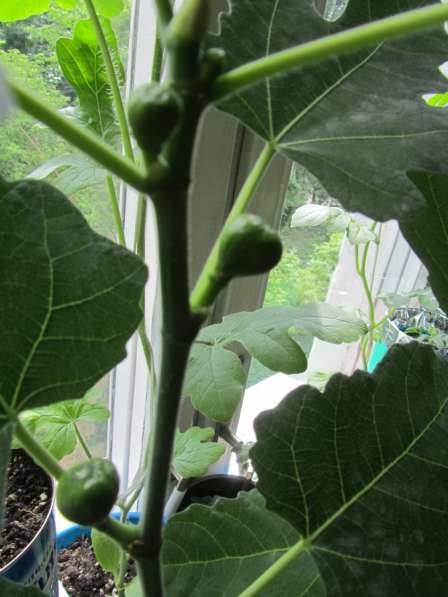 Инжир для дома и дачи в Москве фото 5