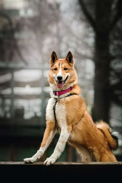 Мистер лучезарная улыбка Янтарь ищет дом в Москве фото 23