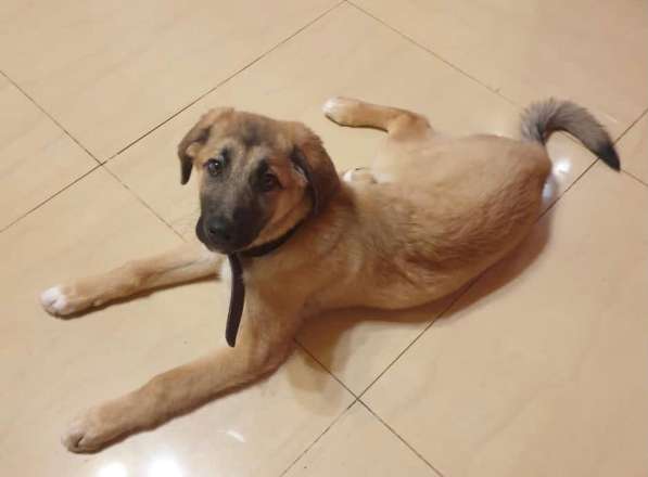 Парки - ласковый щенок подросток в добрые руки в Москве фото 9