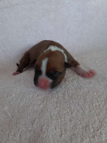 Милые мальчики и девочки Амстаффа резерв ркф в Москве фото 62