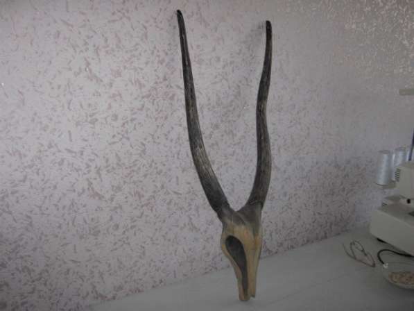 Оленьи рога из дерева в Челябинске
