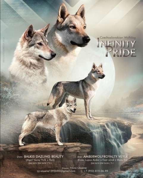 Чехословацкая волчья собака в Анапе