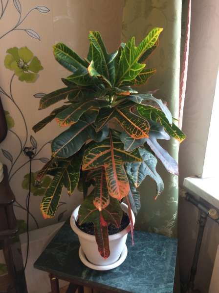 Продам комнатное растение Кодиеум Вилма высотой 70 см