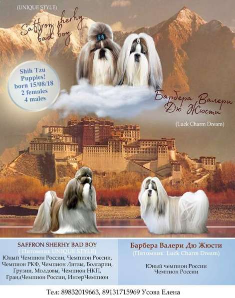 Щенки ши тцу от чемпионов в Красноярске