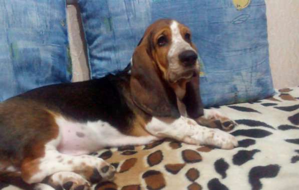 Щенки Бассет-хаунд в Армавире фото 13