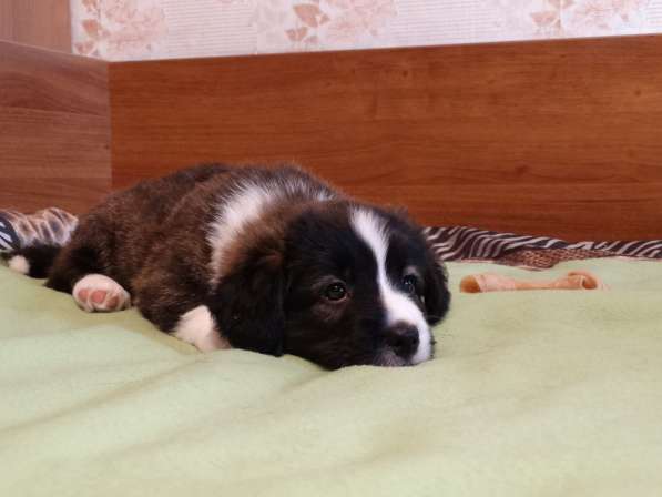 Щенки вельш корги кардигана в Воронеже фото 8