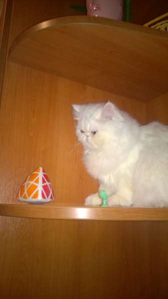 Продаю кота персидской экзот породы 7мес в Москве