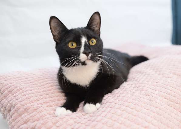 9 мес кошечка Пайпер-истинное совершенство, ищет семью! в Москве фото 11