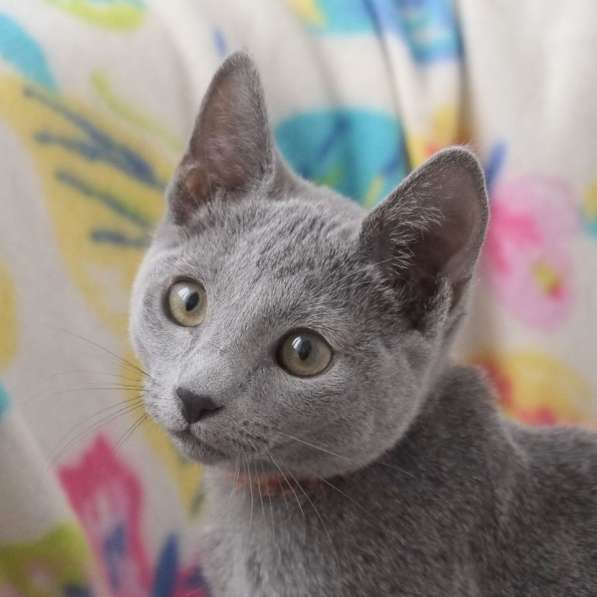 Котята Русская голубая в Тюмени фото 16