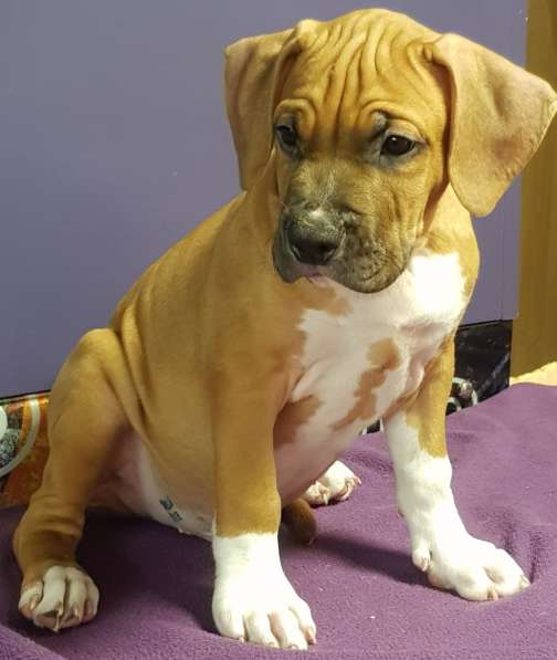 Стаффордширский терьер МАЛЬЧИК в Москве фото 4