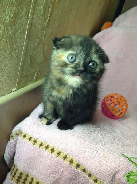 Подарите любимым радость в Москве фото 5