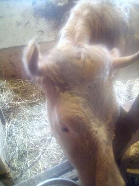 Продаётся стельная корова в Малоярославце фото 5