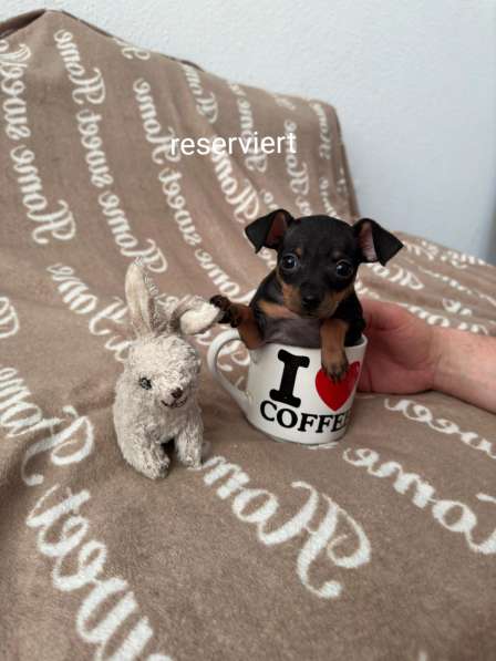 Zwergpinscher мини (до 2.5 кг) в фото 19