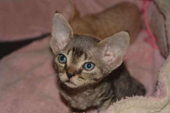 Девон-рекс. Котик в Москве фото 5
