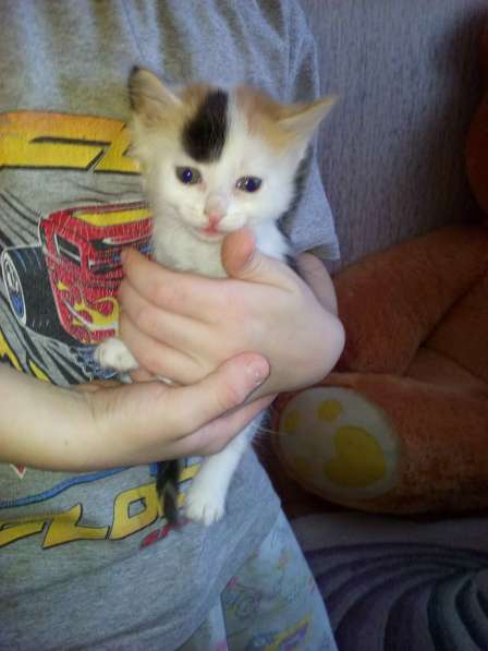 Отдам сибирского котенка в Красноярске фото 3