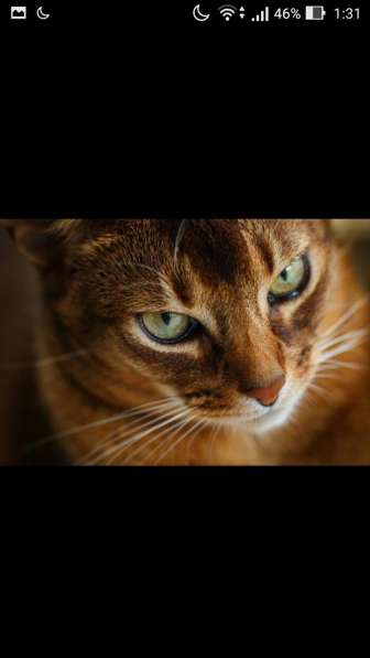 Абиссинскую девочку американских линий в разведение, ищем в Санкт-Петербурге