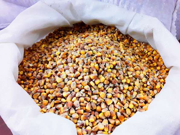 Фуражное зерно опт и розница. Пшеница, ячмень, кукуруза в Орехово-Зуево фото 3