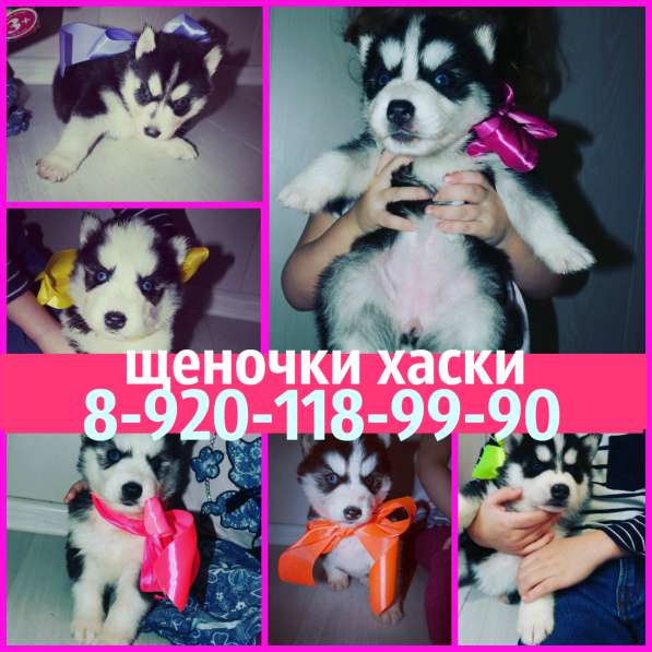 Черно-белые голубоглазые щеночки хаски в Костроме