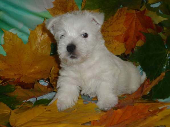 Щенки Вест Хайленд Уайт терьера в Раменское фото 8