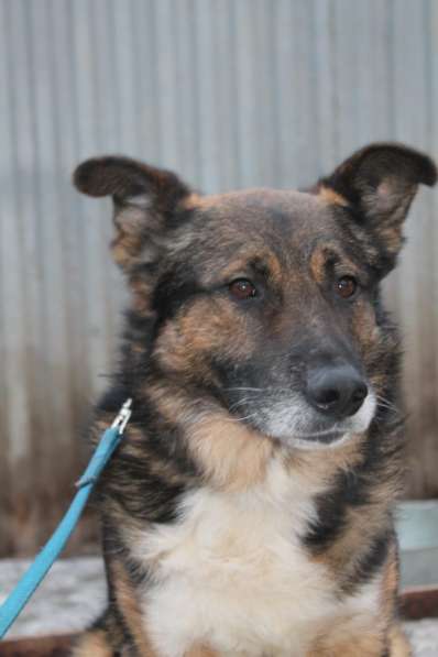 Добрый верный Остап в дар в Москве фото 11