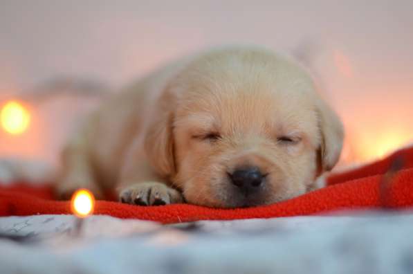 Щенки лабрадора ретривера в фото 29