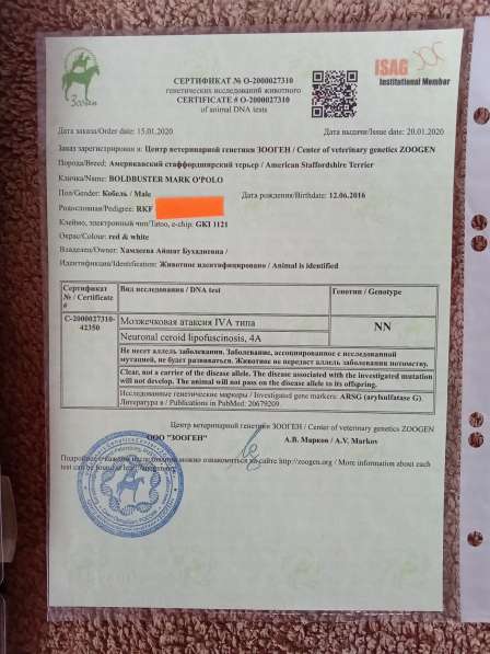 Шикарный рыжий кобель Амстаффа. Вязка в Москве фото 4