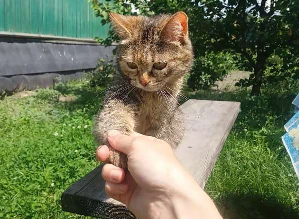 Прелестная кошечка ищет хороший дом! в фото 10