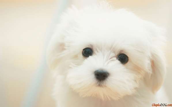 Малыши МАЛЬТЕЗЕ (мальтийская болонка) в Серпухове фото 5