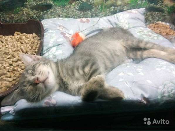 Маленькое чудо, особенный котенок Тимоша ищет дом в Москве фото 4