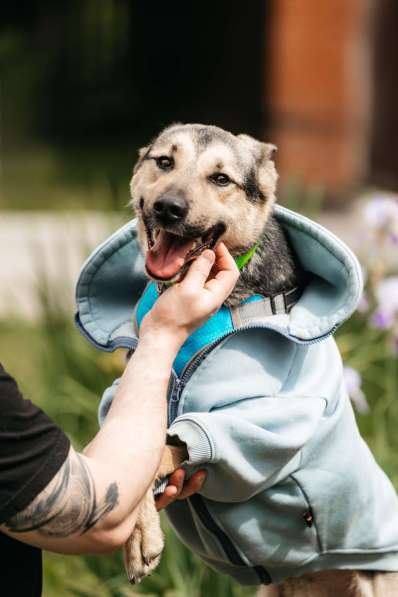 Собака-компаньон для города Джефри в дар в Москве фото 5