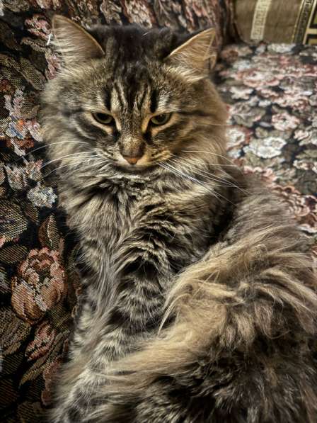 Кошка в Березовский
