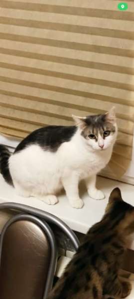 Кошечка Фрося в добрые руки в Москве фото 13